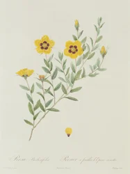 Rosa Berberifolia